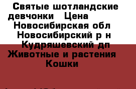 Святые шотландские девчонки › Цена ­ 6 000 - Новосибирская обл., Новосибирский р-н, Кудряшевский дп Животные и растения » Кошки   